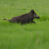 Wild boars